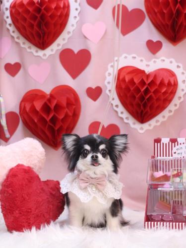 20240223てんちゃん 